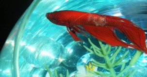 Balıklarda En Çok Hangi Hastalık Görülür? Belirtileri ve Nedenleri